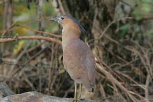 Tygrys. Że mają wspólnego z tygrysem?